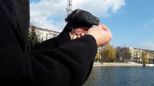 Как погладить голубя.