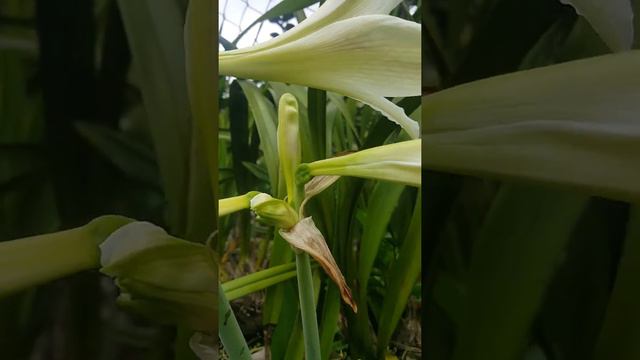 Plants plants white amaryllis or Hippeastrum bulb plant and flower смотреть онлайн