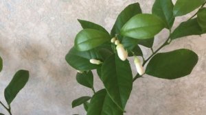 Урожая не будет!! Жалко лимон!! Срезаю все бутоны на лимоне.