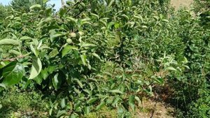 Сорт яблони Имант. 30 июня 2022г