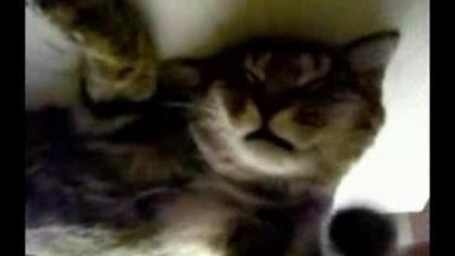 приколы с животными 2.flv смотреть онлайн