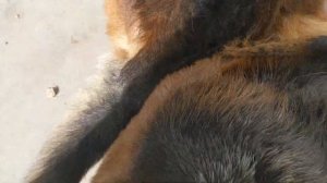Best dog mating video for beginners!