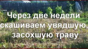 Гербицидная обработка участка - уничтожение сорняков в Новосибирске.