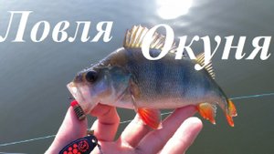 Ловля ОКУНЯ В ИЮНЕ на Спиннинг. Рыбалка на ОЗЕРЕ.