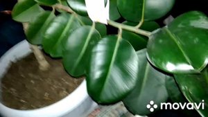 Как перевозили фикус