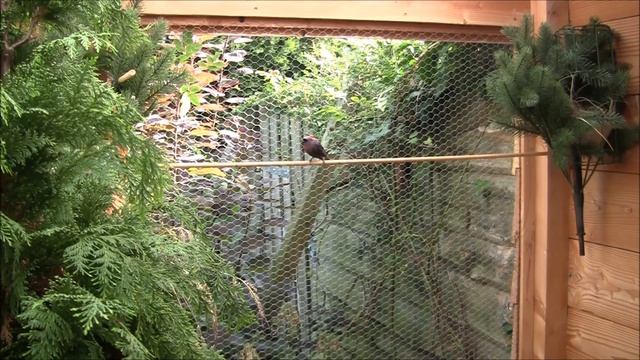 Passerina versicolor смотреть онлайн