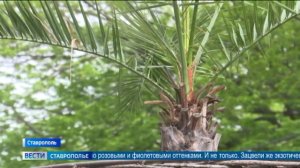 В Ставрополе зацвела экзотическая пальма