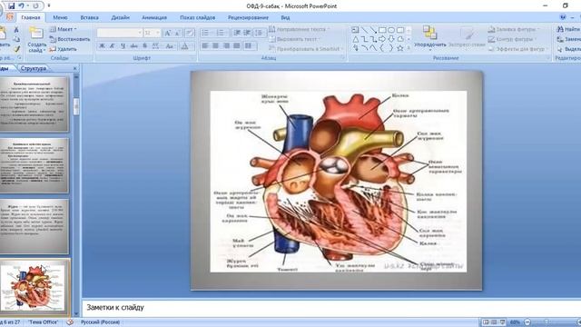 ОФД сабақ 8. Қан айналу жүйесінің физиологиясы смотреть онлайн
