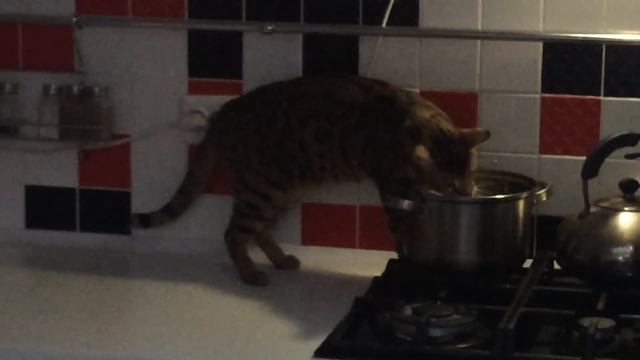Кот готовит суп смотреть онлайн
