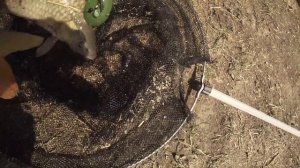 Сартлан 2023 Сазан есть !!!Но его нет !!!((((