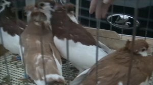 Голубиный рынок. Рязань 23.10.22.Голуби снятые во всей своей красе 1 серия.