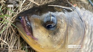 Этот Карась заставил меня понервничать! Крупная Плотва на мормышинг в мае.