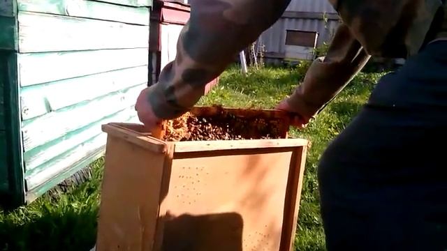 Вывод пчеломаток породы КАРНИКА.Часть 1. смотреть онлайн