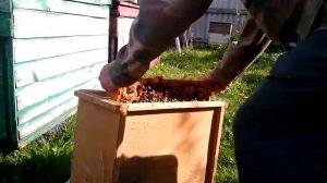 Вывод пчеломаток породы КАРНИКА.Часть 1.