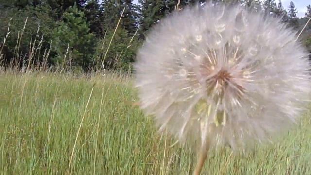 TESTING THE KODAK FZ152 ON MY HIKE смотреть онлайн