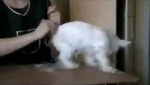 Стрижка вест хайленд уайт терьера