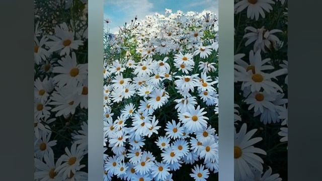 #2июля - день Зосимы Пчельника
