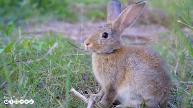 Расслабляющая музыка успокаивает нервы ? Музыка лечит болезни сердца и восстанавливает здоровье #20 смотреть онлайн