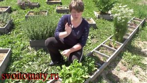 Листовая горчица – полезные свойства
