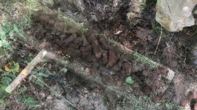 Металлокоп, шокирующие сбросы мелочи в лесу, как заработать быстро денег, металлопоиск, медь