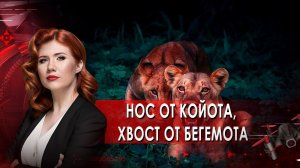 Нос от койота, хвост от бегемота. Тайны Чапман. (10.09.2021).