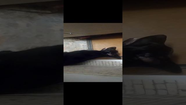 ВЕО восточно европейская овчарка черная 2023-01-28 20-46-23 смотреть онлайн