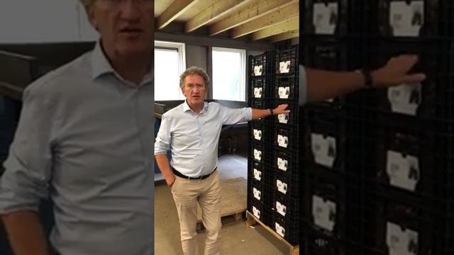 Луковицы тюльпанов Нидерланды , сорт Белуга.