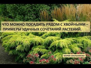 Что можно посадить рядом с хвойными - примеры удачных сочетаний растений.