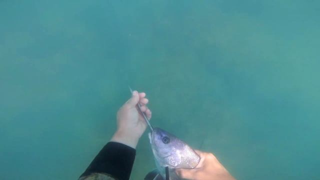 Подводная охота в Чёрном море. горбыль. Середина июня 2023 смотреть онлайн