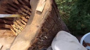 Мёд из колоды, мёду два сезона от посадки до осени 2022