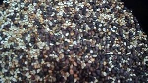 пневмосепаратор (веялка) кедрового ореха