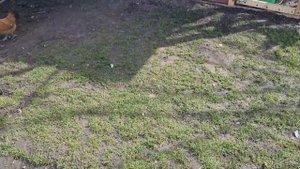 бентамки несуться