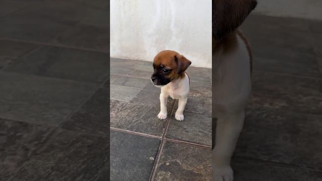 Pinscher puppy of a Shih Tzu momma #fyp #puppy #pets #dog #pinscher #shihtzu смотреть онлайн