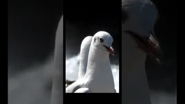 Чайки кричат в полете