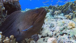 Египет 2021 дайвинг сафари по маршруту Brothers