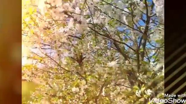 Расцвела за окошком белоснежная вишня. Караоке смотреть онлайн