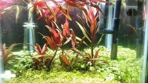 ALTERNANTHERA REINECKII MINI AQUARIUM PLANT TRIMMING || HOW TO TRIM ALTERNANTHERA AQUARIUM PLANT ||