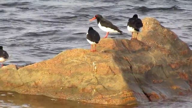 Кулики-сороки на Белом море смотреть онлайн