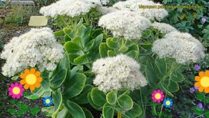 Очиток видный Айсберг. Краткий обзор, описание характеристик sedum spectabile Iceberg