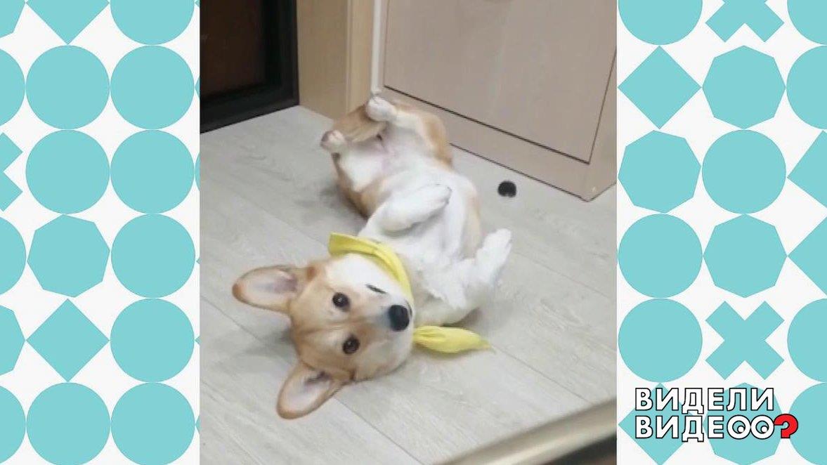 Корги-интеллектуал. Видели видео? Фрагмент выпуска от 20.10.2019