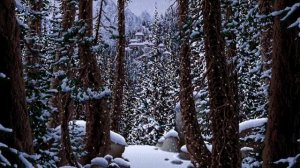 Зима в лесу. Зимний лес. Новогодний футаж. Зимний футаж. Красивый футаж для видео.