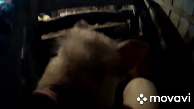 ОБОГРЕВ НОВОРОЖДЕННЫХ ПОРОСЯТ В МОРОЗ -30. смотреть онлайн