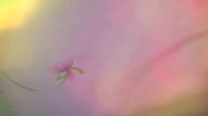 МОИ ПОКУПКИ К ПРАЗДНИКУ УРАЗА-БАЙРАМ (И ДЛЯ СЕБЯ)