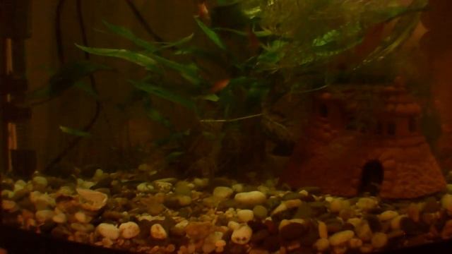 Животный мир #рыбы в моём аквариуме# смотреть онлайн