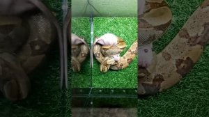 Удав охотиться на крысу