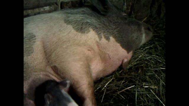 Корейским поросятам 1 день, кормление / Korean Pigs 1 Day, Feeding