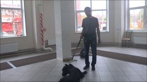 Ризеншнауцер Ургут. Откуда берутся собаки. Тольятти, 22 октября 2017.