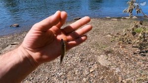 Микровидос ❗ Тест приманок ❗ Убираю засвет на GoPro ❗