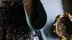 Грунт для антуриума — какая земля нужна для цветка