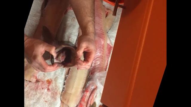 Разделка трофейной Щуки на филе. Без чистки. смотреть онлайн